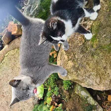 Nyaraló Wendelhof *