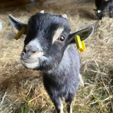 بيت للعطل Wendelhof *